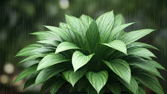 The Monsoon Plant Care Rule Every Beginner Should Follow