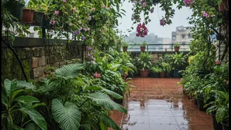 Monsoon Is A Great Time To Grow Plants That Naturally Cool Your Terrace