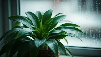 Your Indoor Plants Need Extra Care During The Monsoon