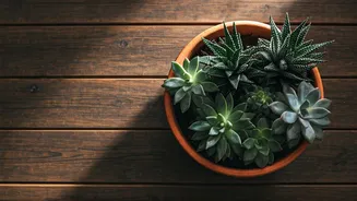 The Easiest Indoor Succulent Idea Use Weathered Clay Pots