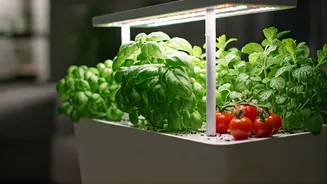 Indoor Gardening Without Guilt Has Officially Arrived