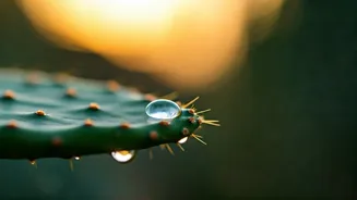 Hydrating Skincare Needs More Cactus Energy