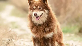 Warhound's Dog Genetics Venture: Key Points About Health Claims For Working Dogs