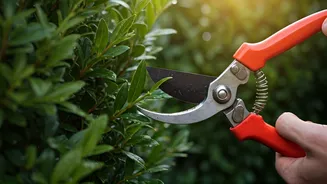 Pruning Is The Pre-Monsoon Garden Insurance