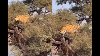 Rare Video Of Ranthambore Tiger Soaking In The Winter Sun On Tree Makes Wildlife Enthusiasts Think It’s ‘AI’