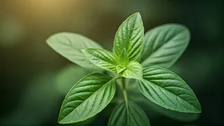 Unlocking Wellness: The Traditional Healing Power of African Tree Basil Leaves