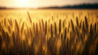 Baisakhi 2026: Unveiling the Harvest Festival's Date, Rich History, and Profound Significance