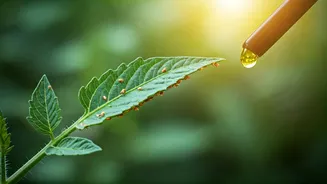 Spray Neem Oil Weekly To Protect Tomatoes From Monsoon Whiteflies