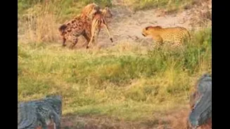 The Leopard Thought It Had The Kill, Then Crocodiles And Hyenas Took Over | Watch