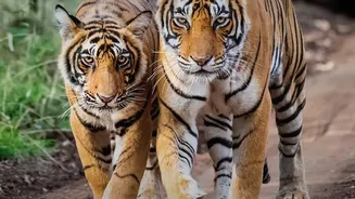 Why Solo Travel To Central India’s Tiger Reserves Is Simpler With Night Trains