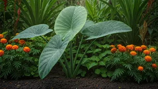 Monsoon Gardening Made Simple For Beginners
