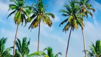 Why Munroe Island Is Becoming The Cheaper Alternative To Alleppey Houseboats
