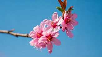 Experiencing Japan: A Seasonal Festival Guide