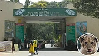 Mumbai News: Sanjay Gandhi National Park Welcomes 3 Asiatic Lion Cubs, Marks Major Conservation Milestone