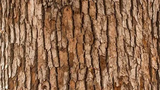 Why you should know about silverbark