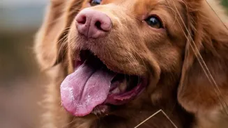 Managing Post-Monsoon Dog Infections: Effective Ways To Keep Canine Coats Dry And Healthy