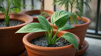Prevent Root Rot In Balcony Gardens This Monsoon