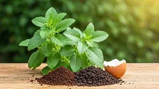 Revive Your Tulsi: Lush Greens & Vibrant Health with Simple Homemade Fertilizers