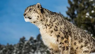Ladakh Safari Project Centres on Snow Leopards and Mountain Birds