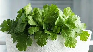 This Paper Towel Hack Keeps Your Coriander Crisp Forever