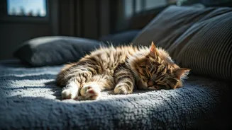 7 Reasons Cats Sleep All Day & What They Mean