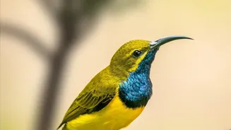 Global Assessment Places a Majority of Migratory Bird Species on Downward Trends