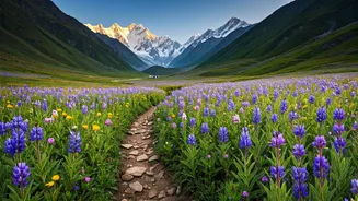 Uttarakhand Pristine Alpine Trails Open For Stunning Floral Blooms