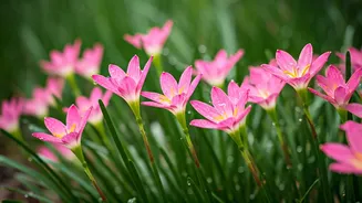 Rain Lilies Are India's Magical Monsoon Flower