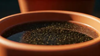 Water-Filled Pot Trays Can Become Mosquito Nurseries