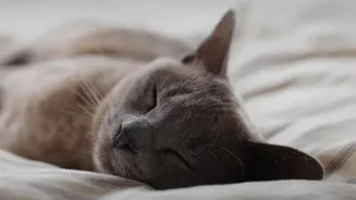 A Quiet Retreat Helps Cats Feel Secure in Shared Homes