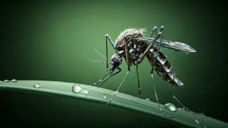 Filmmaker Kiran Rao Battles Chikungunya: A Look at Her Recovery and Vital Health Precautions