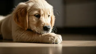 Elevate Your Pet's Life: Essential Daily Habits for Ultimate Wellbeing in 2026