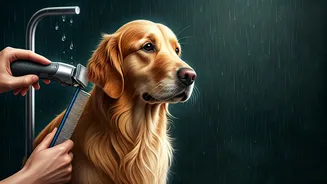 Dogs Need A Grooming Plan Before The Rains