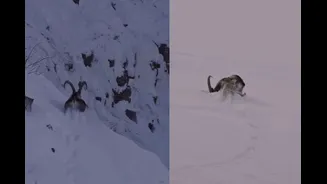 Snow Leopard Vs Ibex: Heart-Stopping Hunt In Spiti Valley Goes Viral