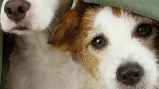Why Monsoon Thunderstorms Trigger Pet Anxiety And How Indoor Techniques Help