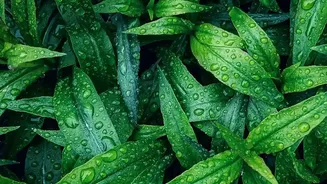 Monsoon Makes Northeast India A Paradise For Eco Explorers