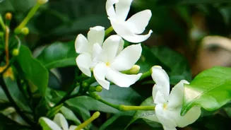 Fragrant Plants Like Jasmine May Feel Strong In Small Bedrooms