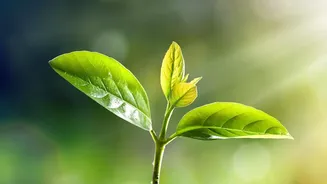 Soil, Sunlight And Watering For Lemon Plants: Key Facts And Context