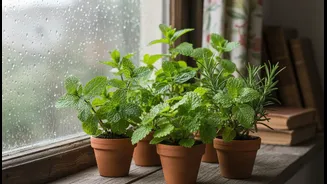 Why indoor gardeners choose these 4 aromatic greens for monsoon windowsill cultivation
