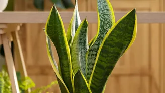 Indoor air-purifying house plants 101: Low-maintenance options like Snake Plants for clean bedroom air