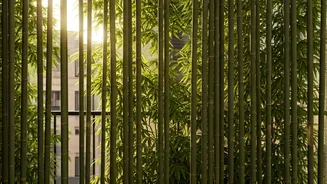 Bamboo Works For Balconies, Corners And Screens