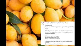 You Can Now 'Rent' A Mango Tree In India And Get Up To 90 Kg Of Mangoes Delivered Home, Thanks To This Viral Startup