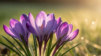 March's Marvels: Unveiling Unique Flowers Blooming Around the Globe