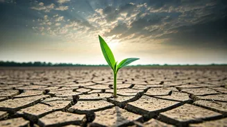 How IMD's July Prediction Could Shape Costs