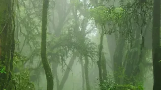 How To Experience Wayanad’s Misty Rainforest Stays Safely This Monsoon