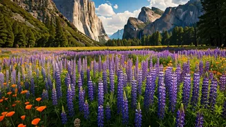 Yosemite's Blooming Spectacle: A Seasonal Guide to Wildflower Wonders
