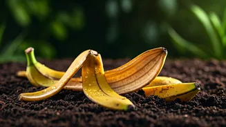 Make Natural Fertilizer Spray At Home Using Ripe Banana Peels