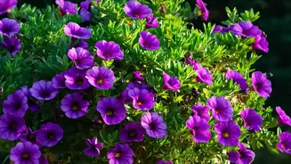 Indian Apartment Gardens Can Thrive With Seasonal Flowers, Suitable Pots And Thoughtful Watering Routines