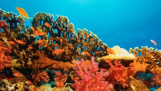 Why Ocean Scientists Focus On Coral Thermal Resilience To Save Marine Biodiversity From Collapse