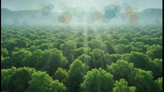 India's Future Vegetation Growth Forecasts Could Deliver More Balanced Climate Interpretation
